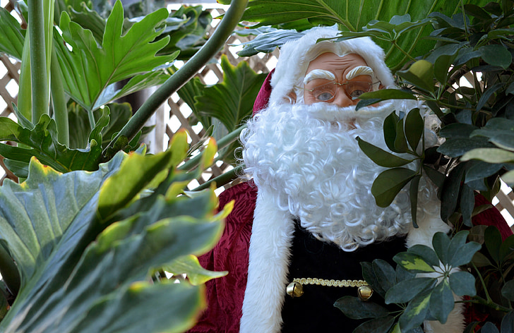 Santa, Santa claus, verbergen, tropische, Kerst, vrolijk, xmas