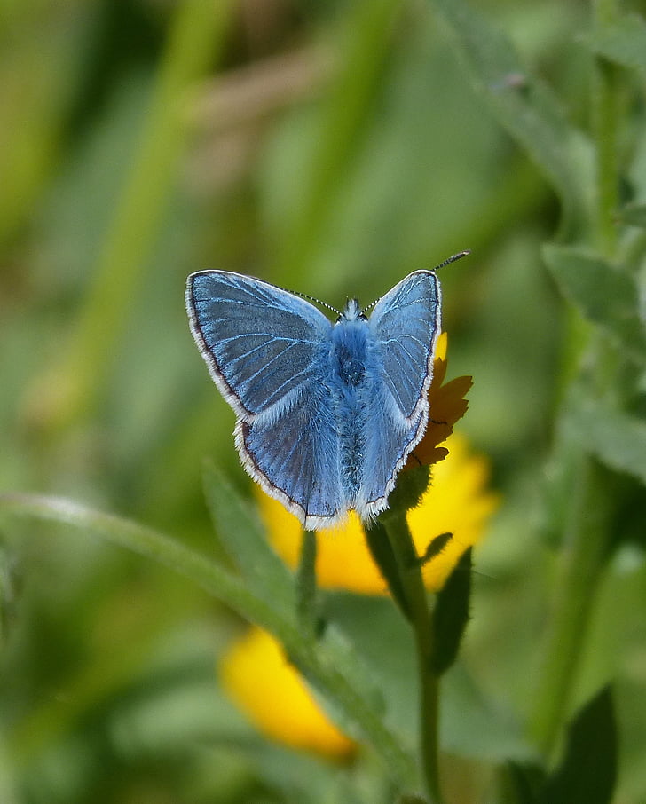 Pseudophilotes panoptes, papallona, papallona blava, Blauet, papallones d'ales blaves
