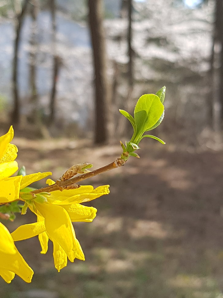 primavera, Forsythia, Bud, flores de primavera, flor de Forsythia