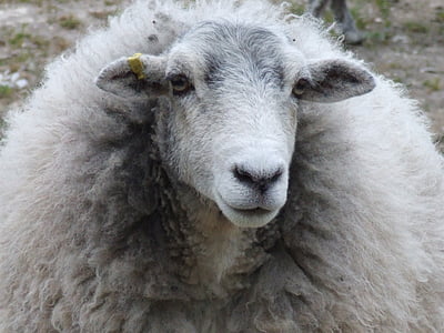 ewe, sheep, nature, farm, agriculture, animal, wool