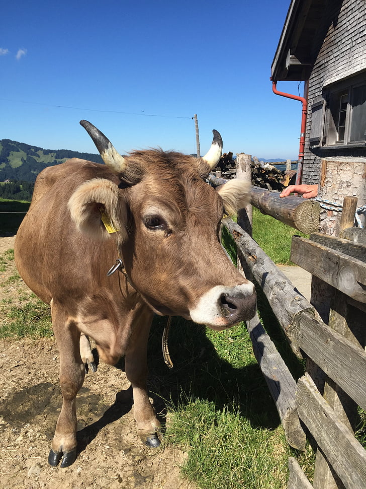 krava, alpkuh, Švajčiarsko, kravského mlieka, hovädzí dobytok, hovädzie mäso