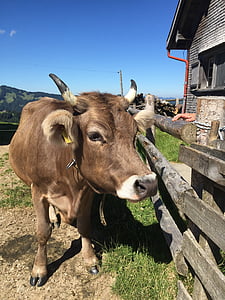 Cow, alpkuh, Schweiz, mjölkko, nötkreatur, nötkött