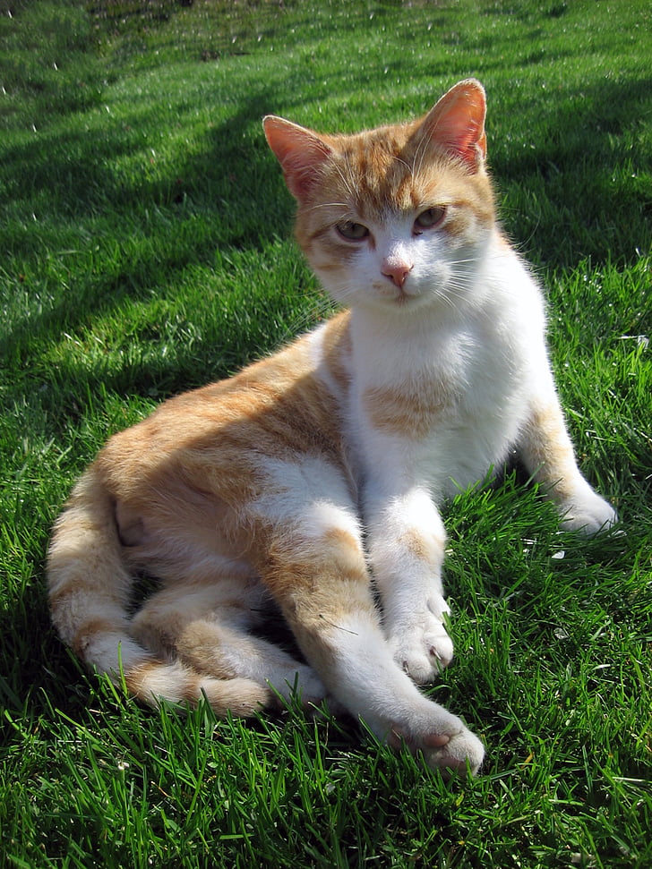 katten, Tomcat, pust i bakken, fred, gresset, kjæledyr, innenlands cat