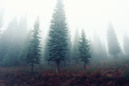 ομίχλη, ομίχλη, δάσος, θολό τοπίο, δέντρα