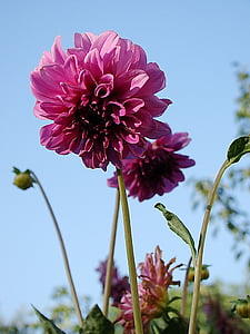 Dahlia, bunga, Bud, merah muda, bunga, Taman bunga, alam