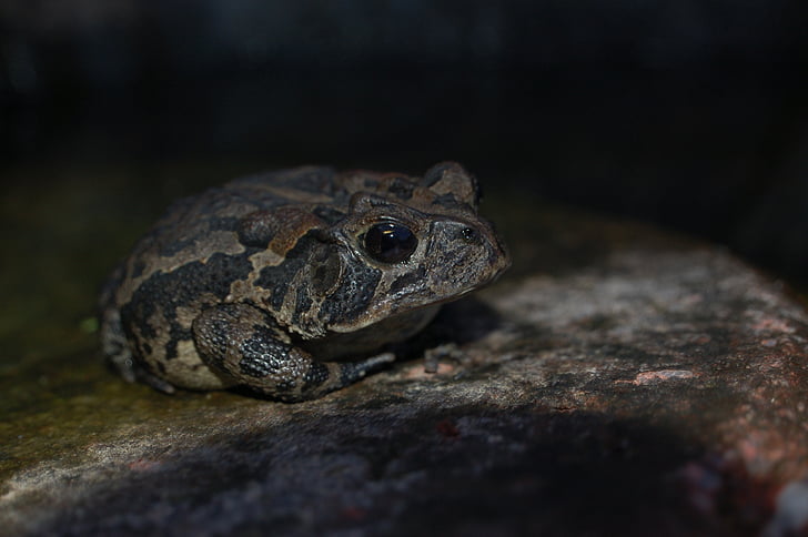 toad, amphibian, rock, nature, animal, stone, wildlife