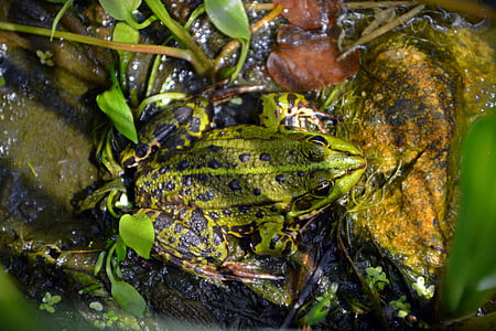 žaba, zviera, vodný živočích, obojživelníkov, ropucha, Zelená, rybník