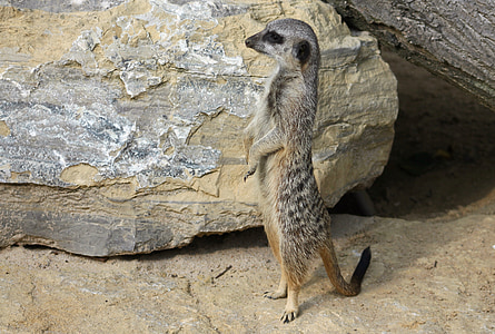 meerkat, 포유 동물, 동물, 자연, 가드, 귀여운, 호기심