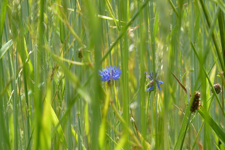 cornflower, field flower, flower, summer, blue, nature, plant