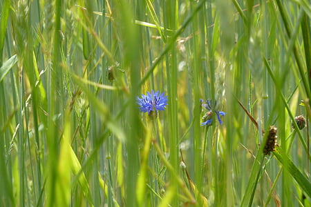 bleuet des champs, fleur de champ, fleur, été, bleu, nature, plante