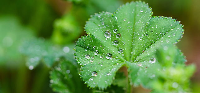 leaf, drip, rain, macro