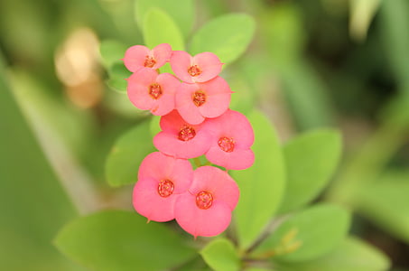 pink flowers, blooming, pastel, nature, flower, pink, plant