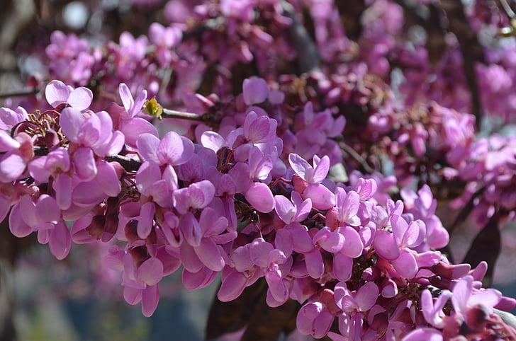 gėlės, pavasarį, spalva, violetinė, Gamta, augalų, sodas