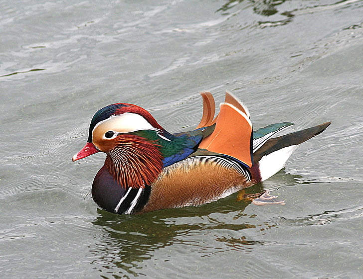 Mandarin ördeği, su kuşları, kuş, renkli, yaban hayatı, Erkek, kuş tüyü