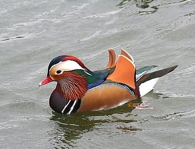 mandarin duck, waterfowl, bird, colorful, wildlife, male, plumage