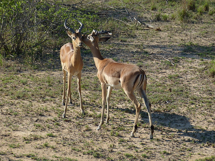 Dél-Afrika, gazella, antilop, sztyepp, szavanna, vadonban, vadon élő állatok