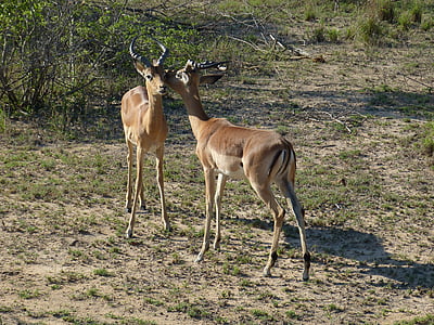 Sydafrika, gasell, antilop, stäppen, Savannah, vildmarken, vilda djur