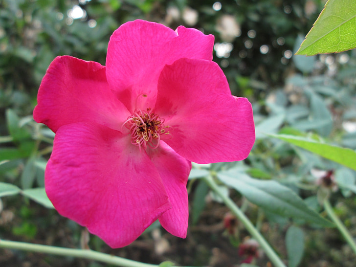 planta, flor, vermell, Parc, jardí, Rosa xinès, natura