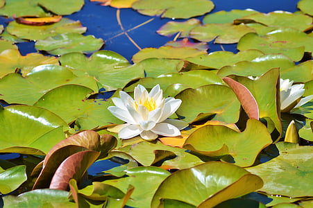 water lily, rose, flower, water rose, nuphar lutea, pond plant, lake rosengewächs
