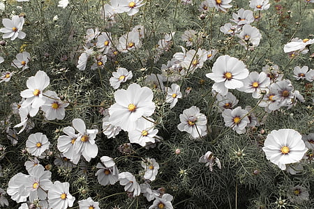 λευκό cosmos, Cosmos λουλούδια, Cosmos, το καλοκαίρι, Κήπος, άνθιση, φυσικό