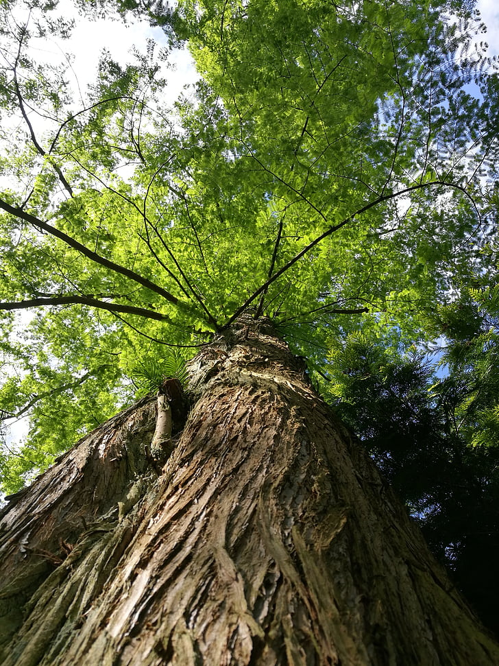 Sequoia, naturen, träd