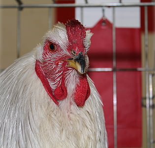 hen, chicken, poultry, beak, barnyard animals