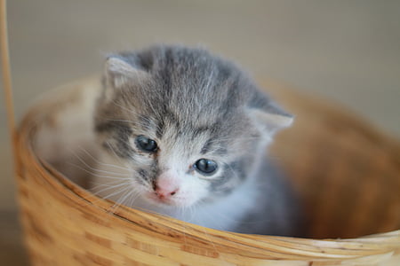 Kitten, grijze kitty, Kitty, Katje in het mandje, schattig, kat, jonge