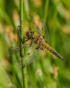 close-up, dragonfly, insect, macro, nature, stem, animal