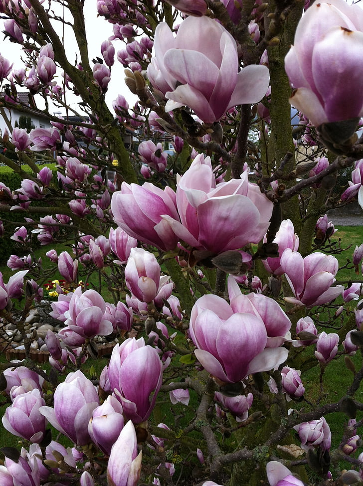fa, Magnolia, rózsaszín, virágok, természet, tulipán, virág