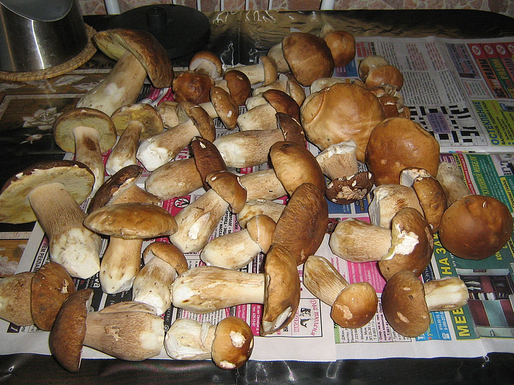 gljive, priroda, jesen, bijela gljiva, hrana, jestive gljive, gljiva