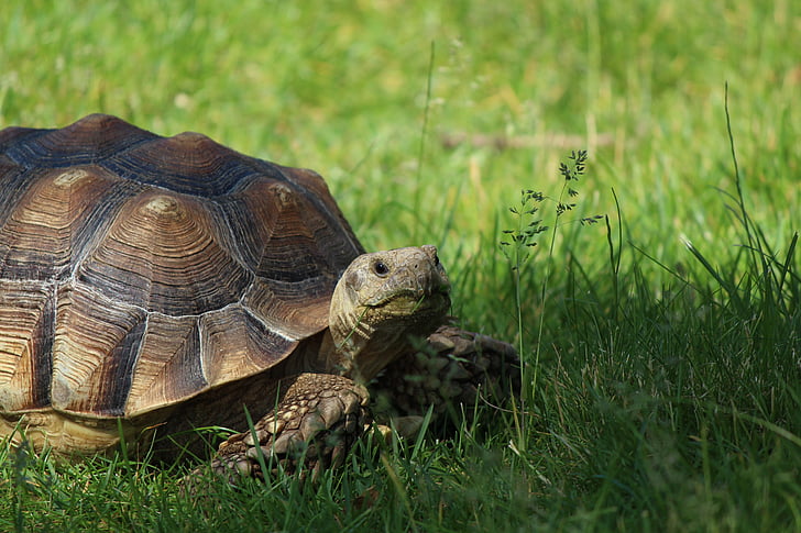 tortoise, turtle, reptile, panzer, tierpark bochum, animal, nature
