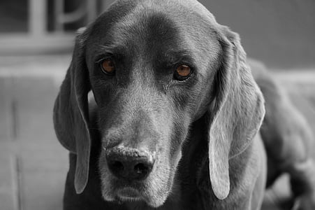 Weimarse staande hond, hond, grijs, hoofd, grijs