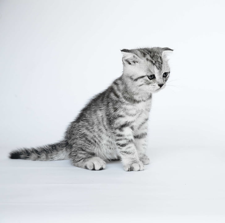 складеному вуха, Кошенята, Кішки короткошерсті