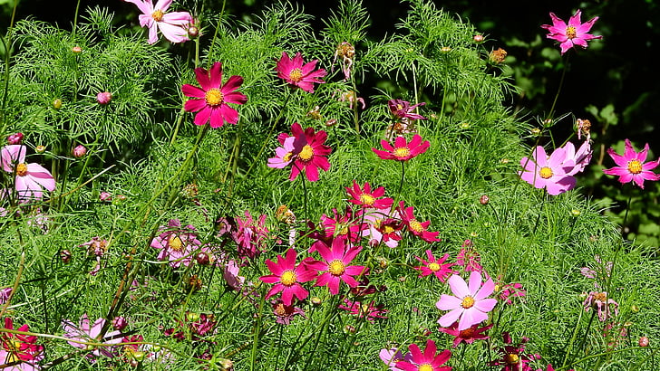 pink flowers, flowers, pink, garden, magenta, plants of the cosmos