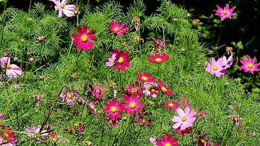 vaaleanpunaiset kukat, kukat, vaaleanpunainen, Puutarha, Magenta, kasvien kosmoksen