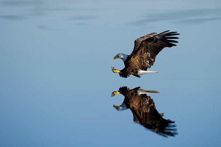 reflexivo, água, animal, fotografia, careca, Eagle, azul