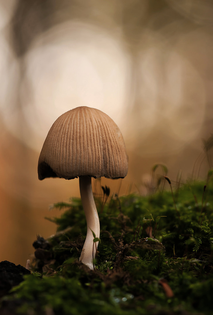 mica comatus, fungo della foresta, Coprinus micaceo, funghi, cappello, natura, foresta