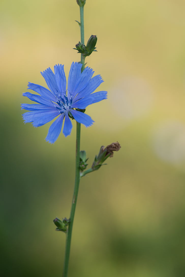 kver, sininen, kasvi, Ruiskaunokki, Luonto, kukka, kesällä