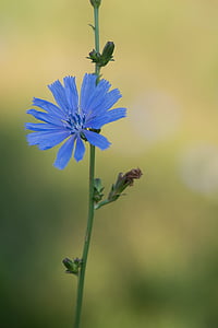 kver, 蓝色, 植物, 矢车菊, 自然, 花, 夏季