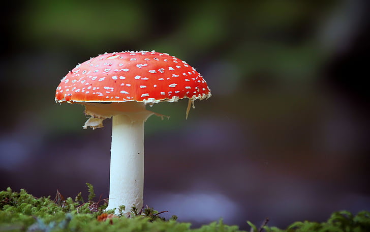 fly agaric, mushroom, nature, red, forest, fungus, close-up
