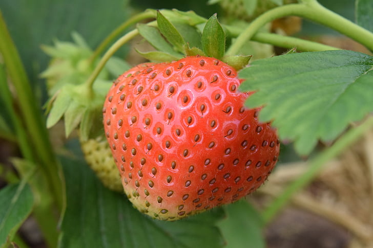 maasikas, puu, Armas, punane, toidu, maitsev, suvel