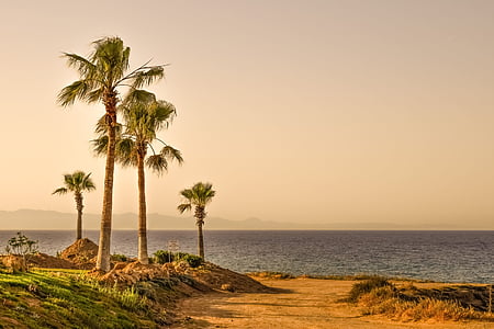 árboles de Palma, mar, Horizon, paisaje, naturaleza, por la tarde, paisaje