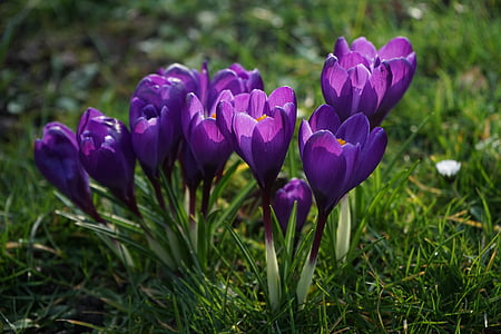 krokas, gėlės, violetinė, uždaryti, pavasarį, bühen, spalvinga