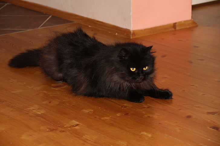 con mèo, màu đen, động vật, Tomcat