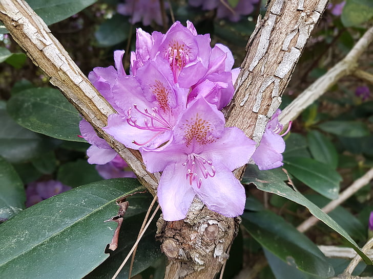 blommor, våren, Rhododendron, Rosa