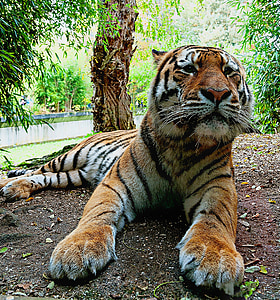 sibiriske tiger, aggressiv dyr zoo münster, Tiger, stor kat