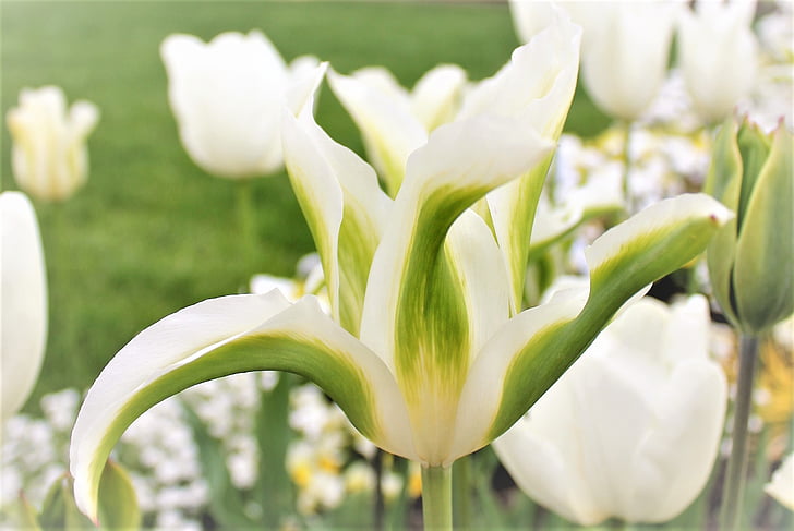 Tulipa, blanc, flor blanca, frühlingsanfang, flors, primavera, primer bloomer