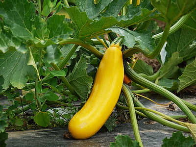 zucchini, grönsaker, odling, Vegetarisk, vegan, gul, trädgård