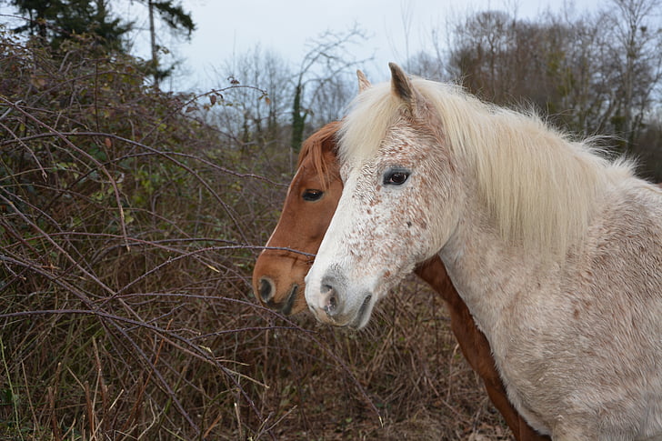 cavallo, cavalli, equini, testa, animale, bianco, marrone