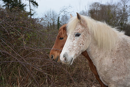 arklys, arkliai, arkliai, galva, gyvūnų, balta, rudos spalvos